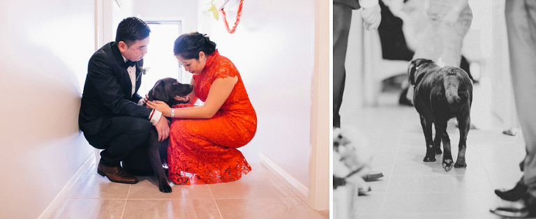 Labrador at the wedding day