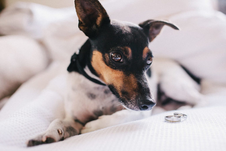 small dog on bed next to wedding bands rainy day wedding Wellington natural light