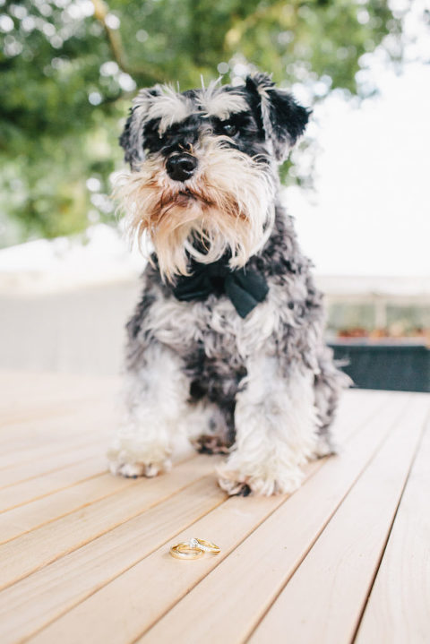 small dog at wedding on wooden deck natural light Wellington wedding